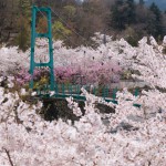 道の駅どうし 桜が満開です