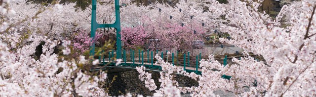 道の駅どうし 桜が満開です